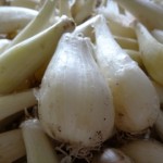 らっきょうを漬ける時期や漬け方とらっきょう酢の活用方法